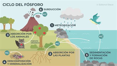 Diagrama del ciclo del fósforo en un ecosistema acuático