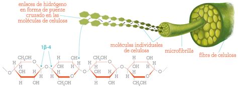 Estructura de fibras de celulosa
