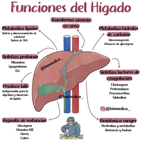 Diagrama del hígado humano y sus funciones