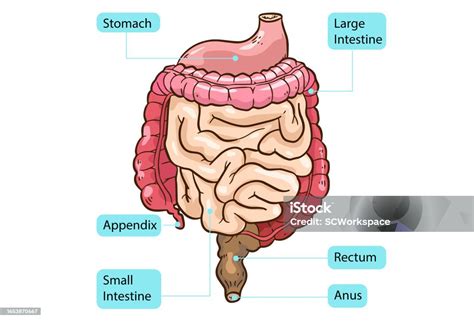Diagrama del colon humano