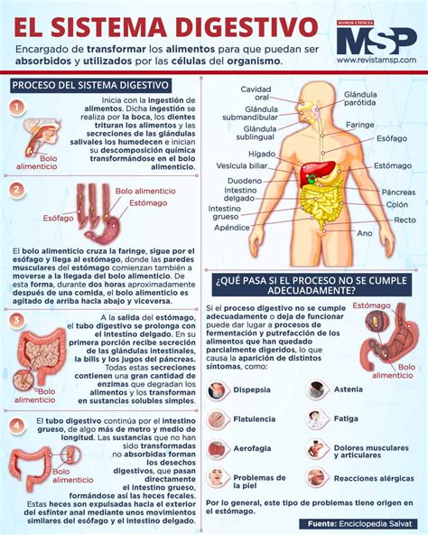 Infografía sobre el sistema digestivo