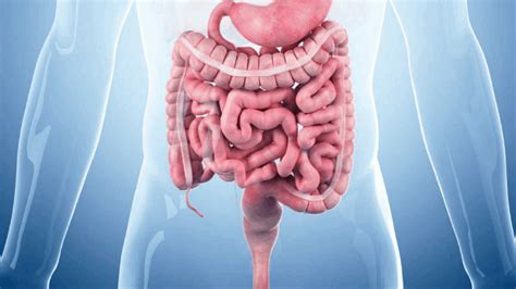 Representación artística de un colon saludable
