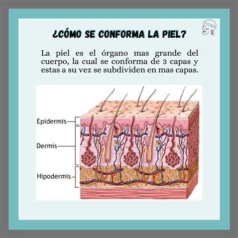 Diagrama de capas de la piel y efectos de la deshidratación