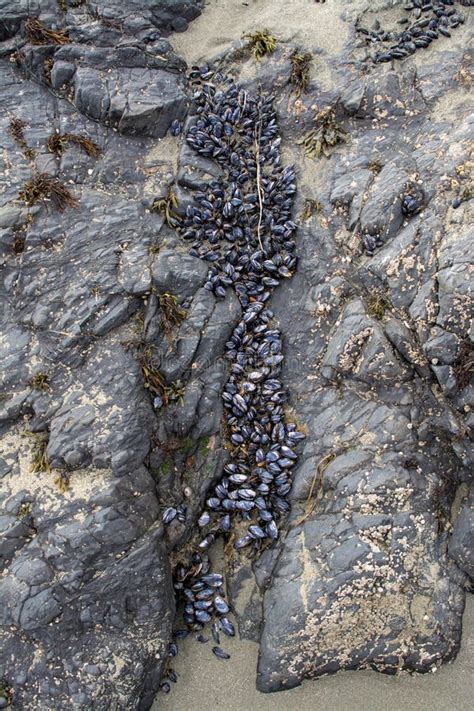 Burgados en una roca costera