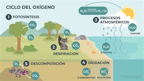 Diagrama de un deshumidificador mostrando el ciclo del aire y la recolección de agua