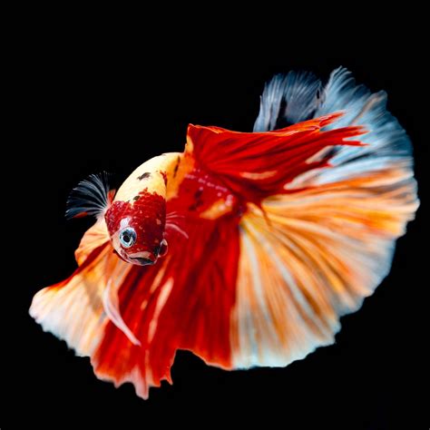 Pez Betta macho exhibiendo sus coloridas aletas