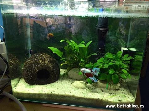 Acuario Betta ricamente plantado con escondites
