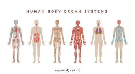 Ilustración del cuerpo humano y sus sistemas de regulación de pH