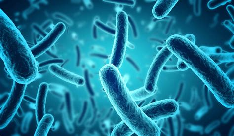 Micrografía de la bacteria Legionella