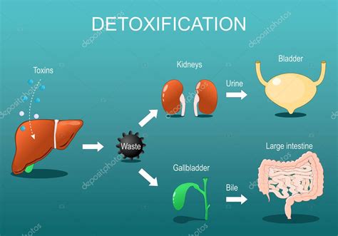 Diagrama mostrando los órganos principales del sistema de desintoxicación del cuerpo (hígado, riñones, intestino, piel).