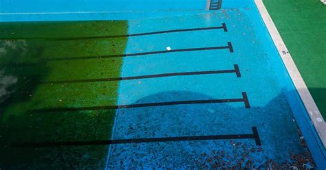 Tipos de algas en piscinas