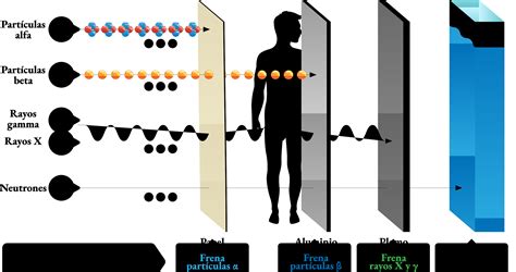 Diagrama mostrando diferentes tamaños de partículas y su penetración en el cuerpo humano
