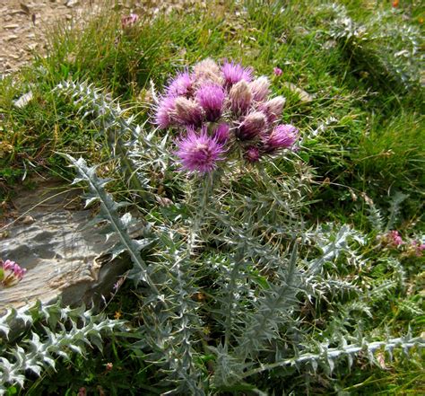 Planta de cardo mariano con sus características flores púrpuras y hojas blancas