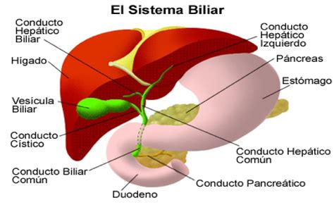 Diagrama que ilustra la vesícula biliar y su conexión con el hígado y el conducto biliar
