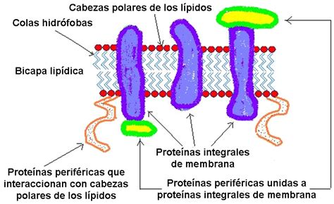 Esquema de las interacciones biológicas de una membrana de diálisis
