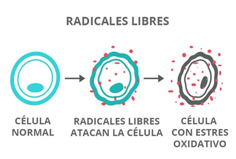 Diagrama de radicales libres atacando células