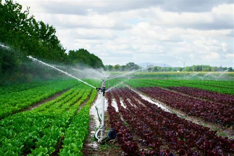 Imagen de un campo de cultivo siendo regado con un sistema de goteo.