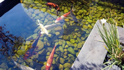 Estanques de loto con peces koi en los jardines de Tirta Empul.