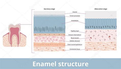 Estructura del esmalte dental y acción del flúor
