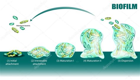 Diagrama de las cinco fases de la formación de biofilm