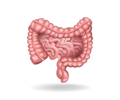 Ilustración del colon humano