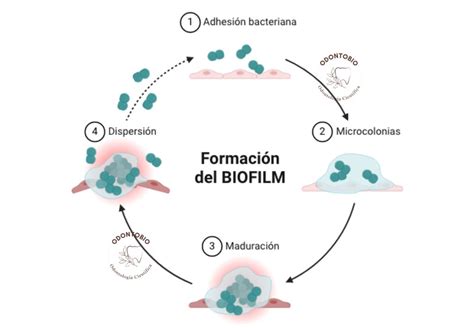 Micrografía de biofilm bacteriano