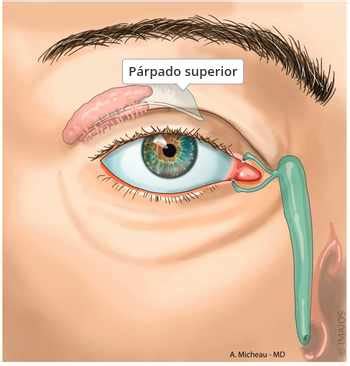 Anatomía del ojo y el párpado superior mostrando el músculo elevador