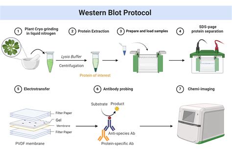 Diagrama de flujo de un Western Blot mostrando la transferencia de proteínas a un filtro de nitrato de celulosa