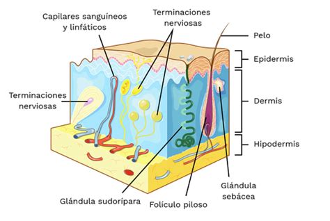 Un diagrama mostrando las capas de la piel y cómo los ingredientes del gel actúan en cada una.
