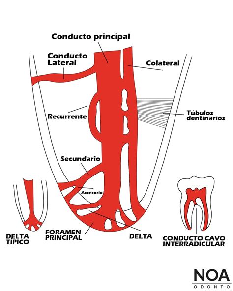 Diagrama del sistema de conductos radiculares y el área periapical