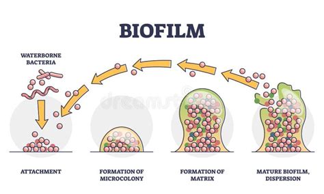 Micrografía de un biofilm bacteriano