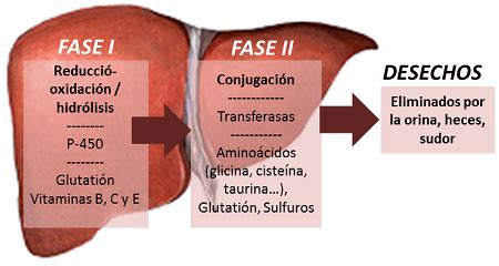Diagrama del hígado mostrando las fases I y II de la desintoxicación