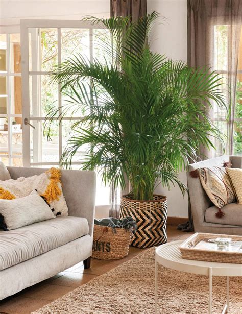 Plantas de interior en una sala de estar