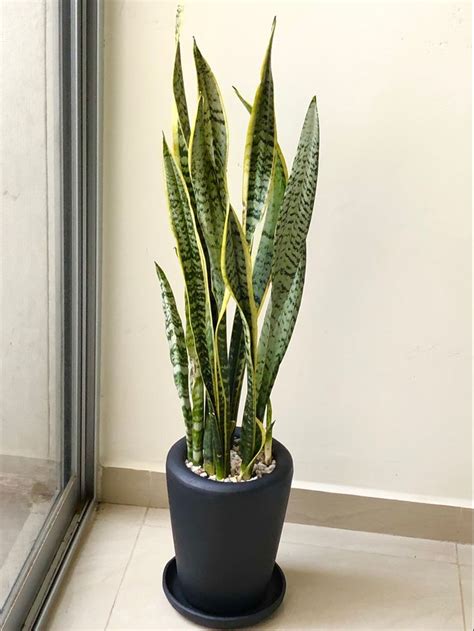 Planta Sansevieria en maceta
