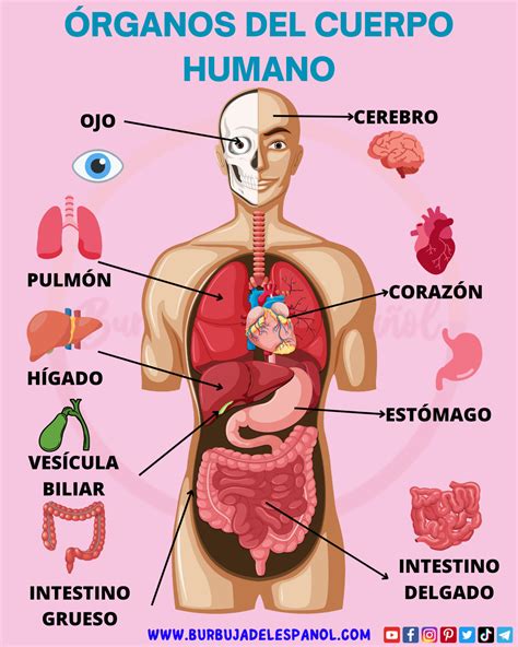 infografía sobre los órganos de desintoxicación del cuerpo humano