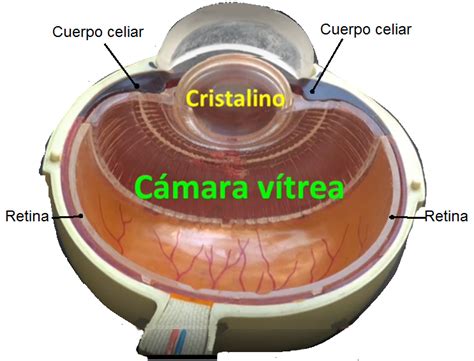Ilustración de la cavidad vítrea del ojo humano