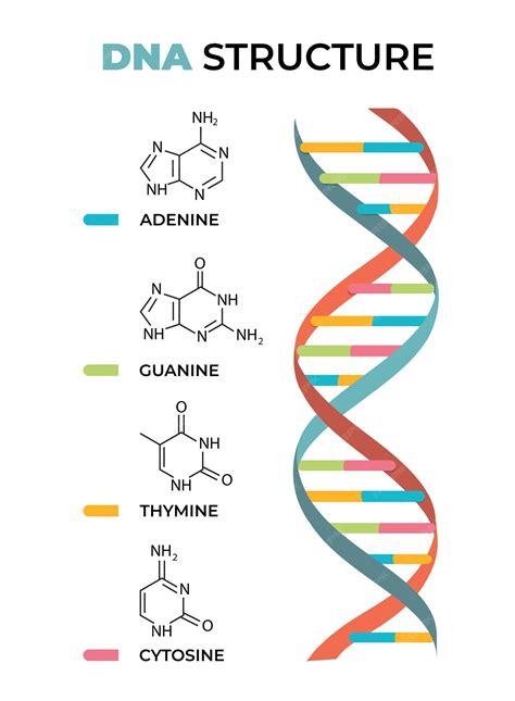Diagrama de la estructura del ADN