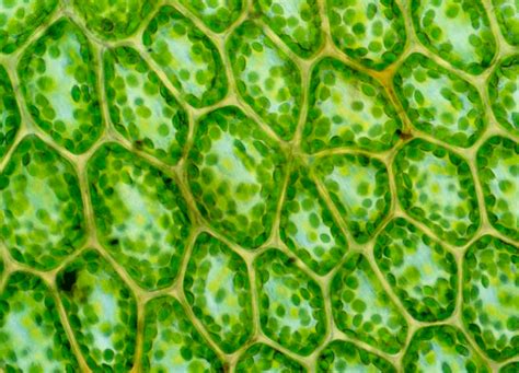 Microscopio mostrando células vegetales