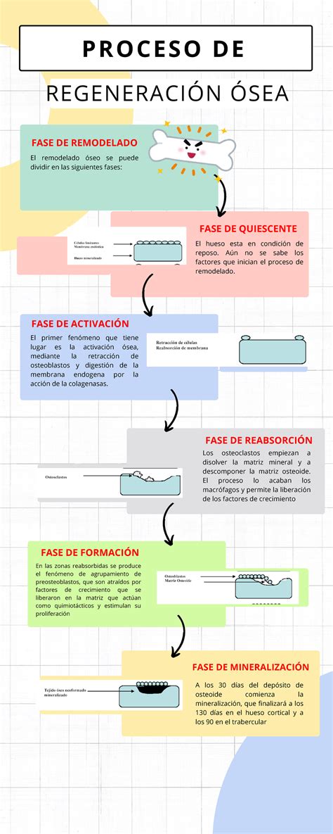 Diagrama del proceso de regeneración ósea