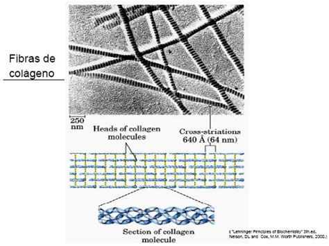 Micrografía de colágeno óseo
