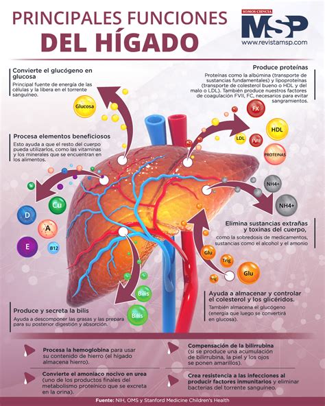 Infografía detallando las funciones del hígado y los alimentos beneficiosos para su salud