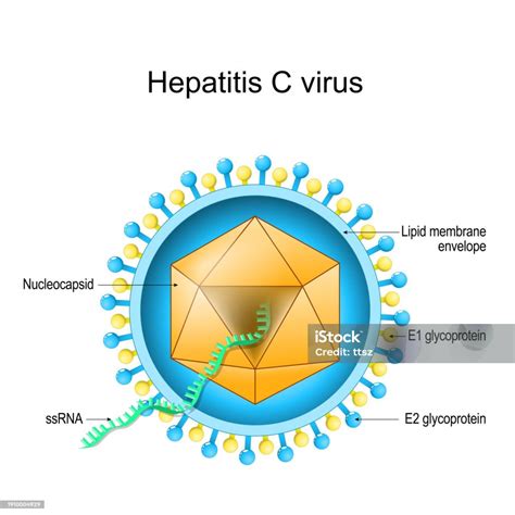 Ilustración del virus de la Hepatitis C atacando células del hígado