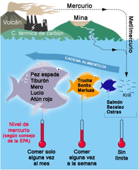 Ciclo trófico acuático y bioacumulación de contaminantes