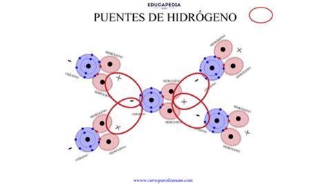 Diagrama de la molécula de agua mostrando polaridad y puentes de hidrógeno
