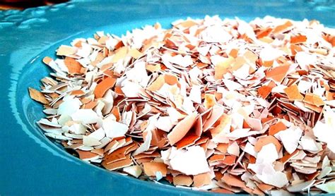 Cáscaras de huevo trituradas en un recipiente