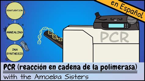 Visualización de un proceso de PCR