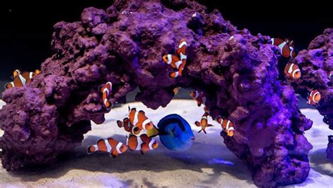 Roca viva en un acuario marino