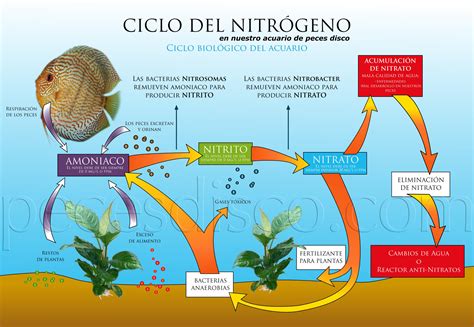 Esquema del ciclo del nitrógeno en un acuario