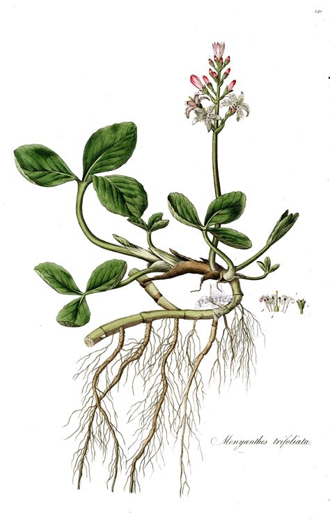 Planta de Menyanthes trifoliata en su hábitat natural