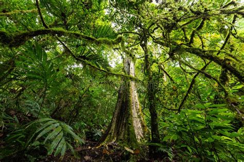 Sendero en la selva con árboles altos y vegetación densa